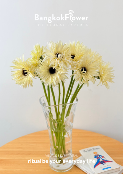 Gerbera Lace White Snow
