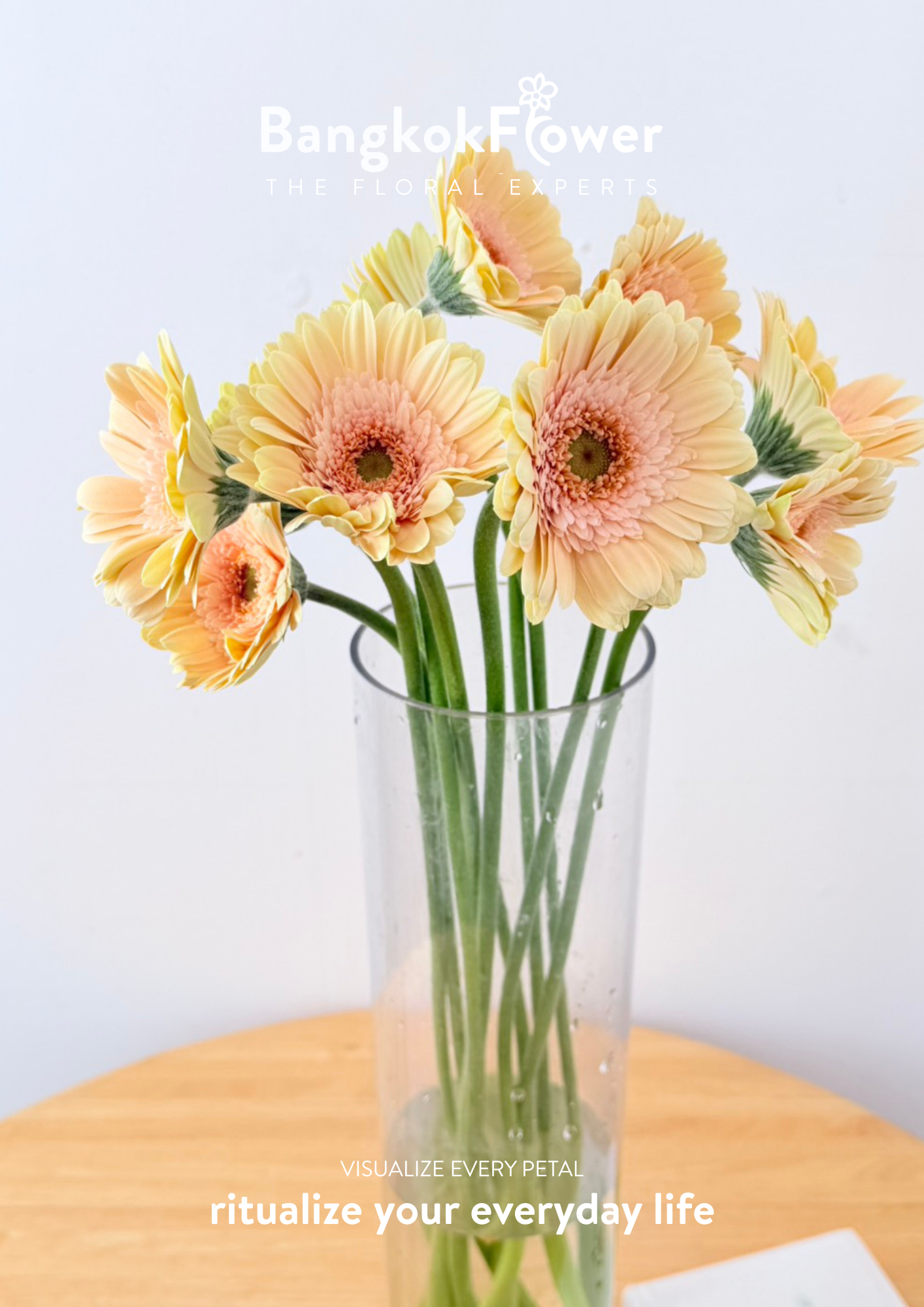 Gerbera Mickey