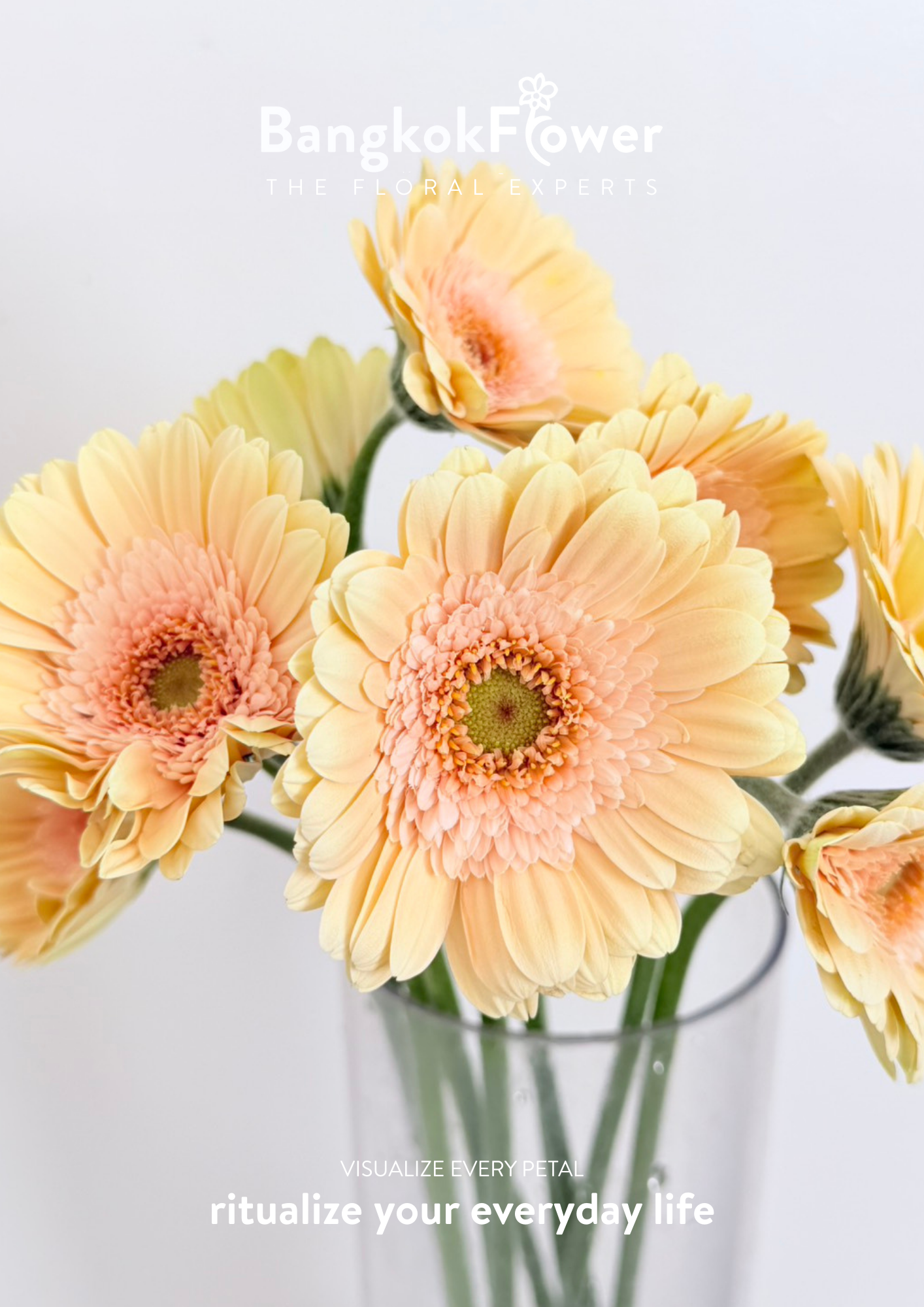 Gerbera Mickey
