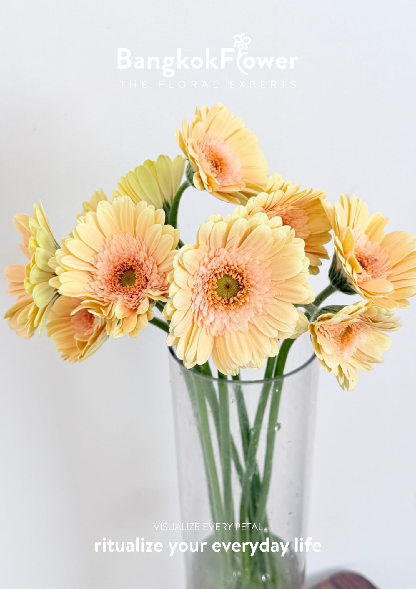 Gerbera Mickey