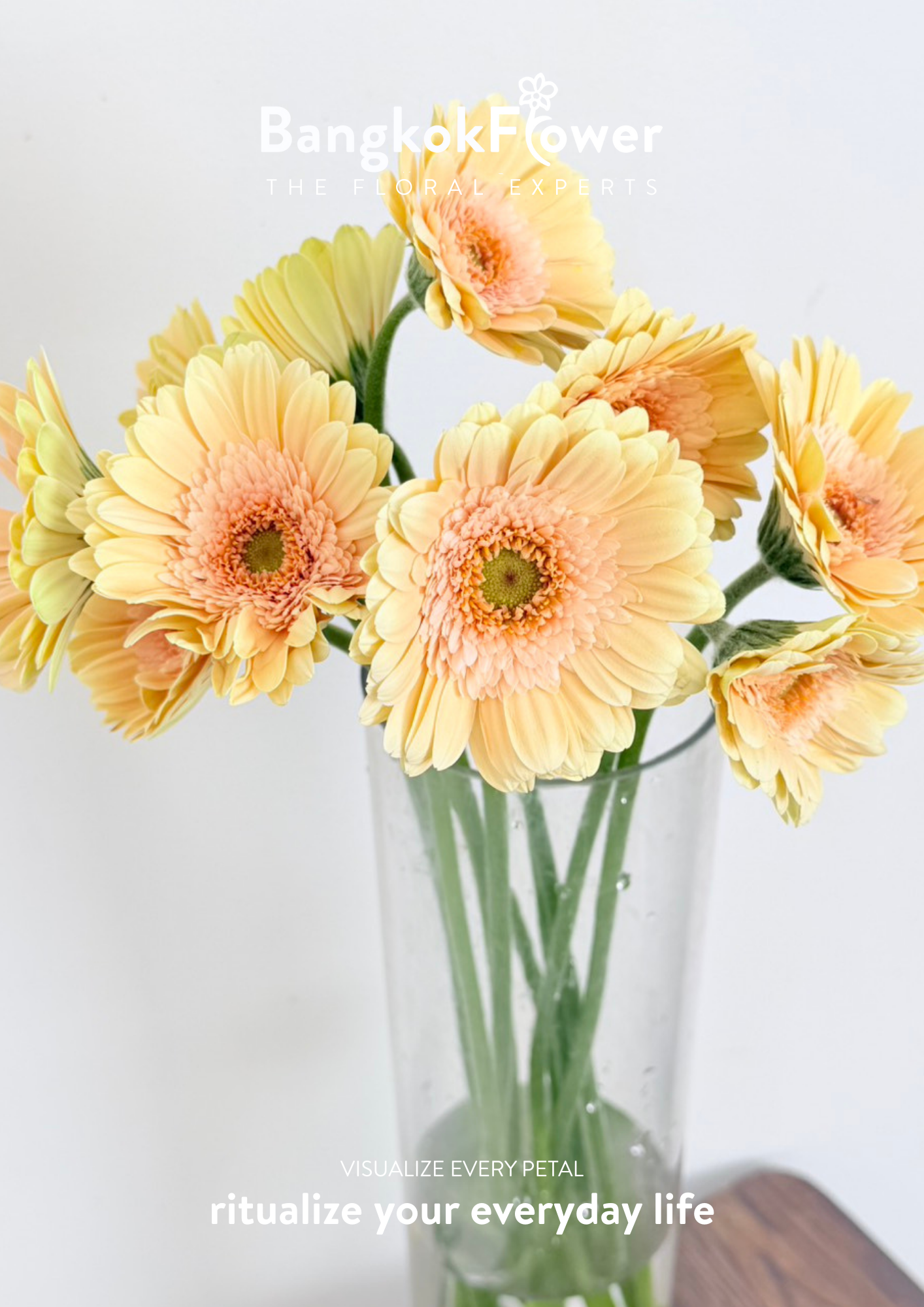 Gerbera Mickey