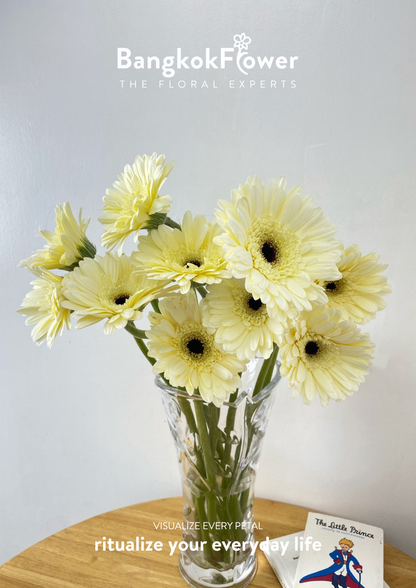 White Gerbera