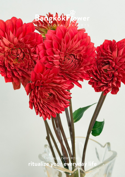 Dahlia Hybrida red
