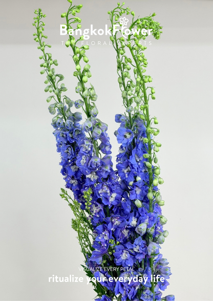 Delphinium Dark Blue