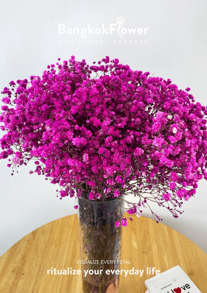 Gypsophila DarkPink