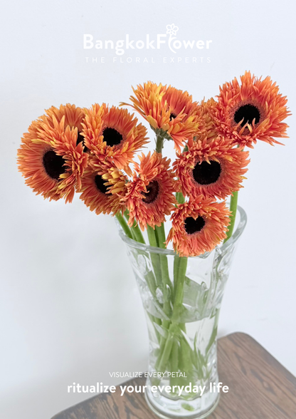 Gerbera Radiant Orange
