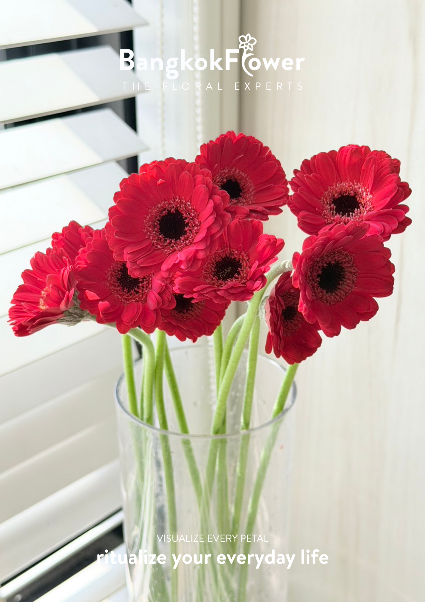 Mini Gerbera Catania