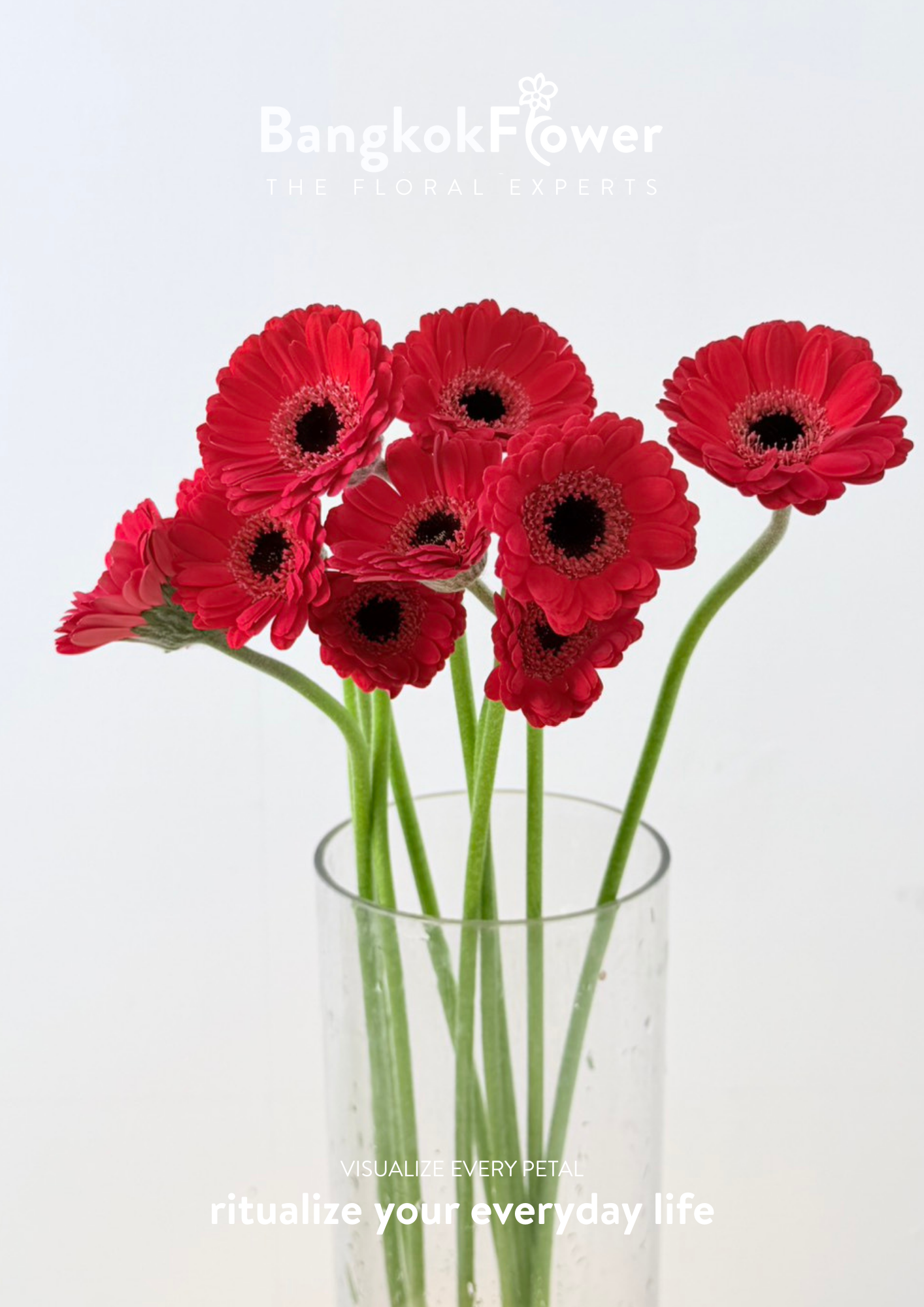 Mini Gerbera Catania