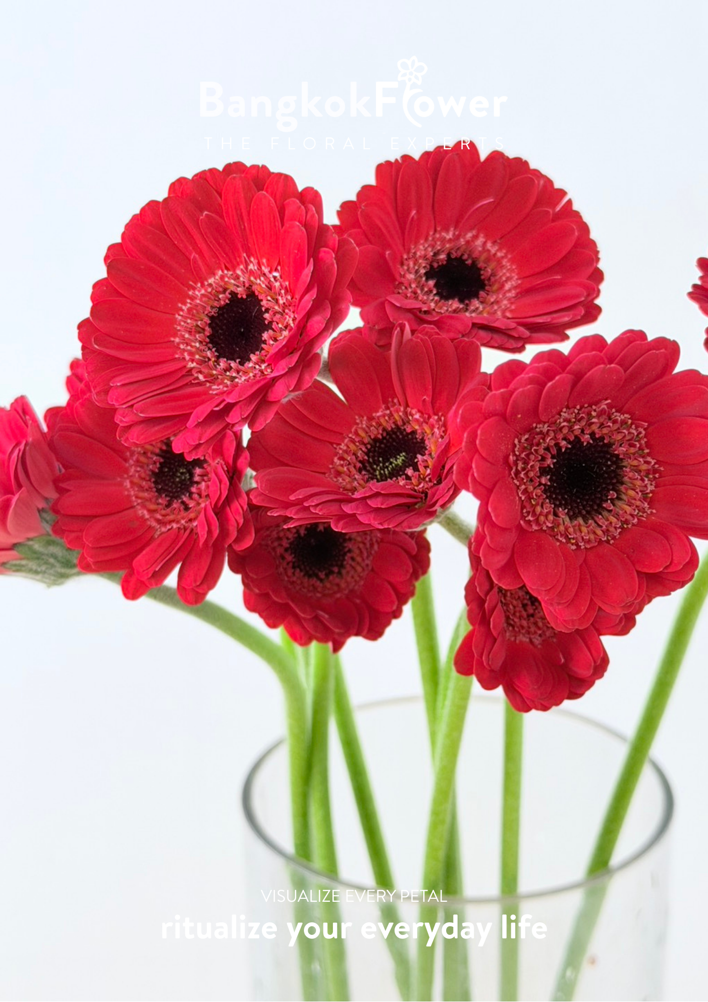 Mini Gerbera Catania