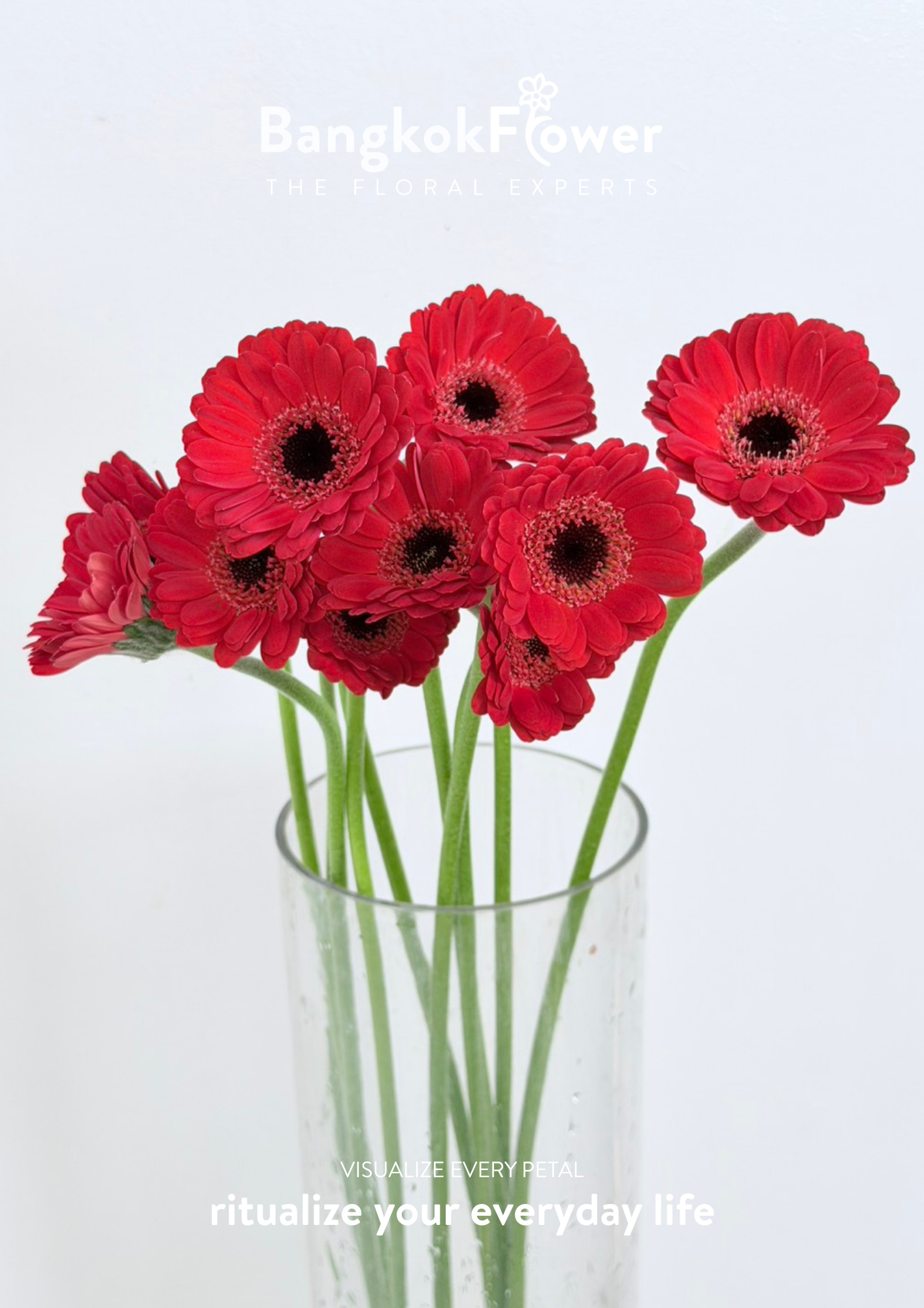 Mini Gerbera Catania