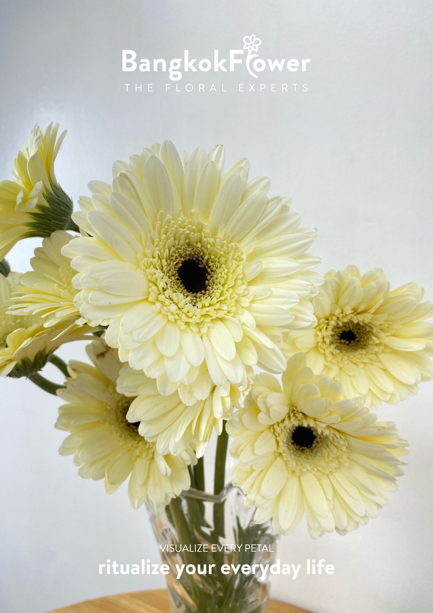 White Gerbera