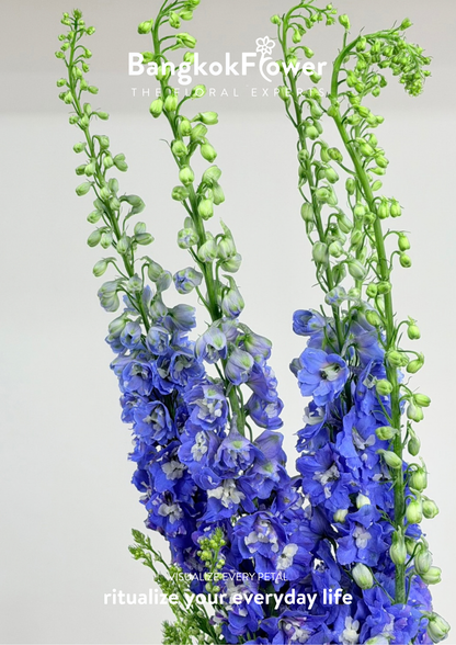 Delphinium Dark Blue