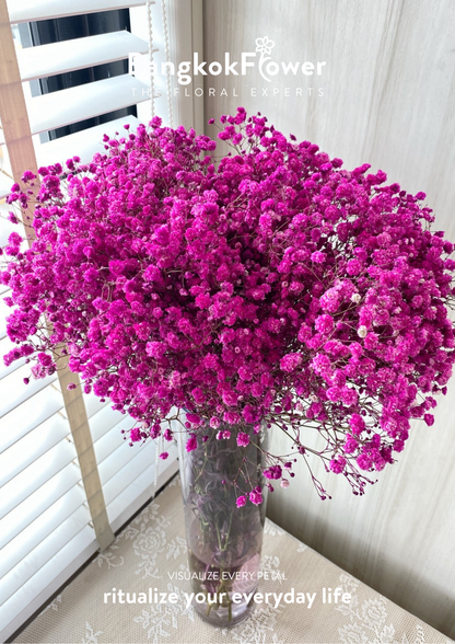 Gypsophila DarkPink