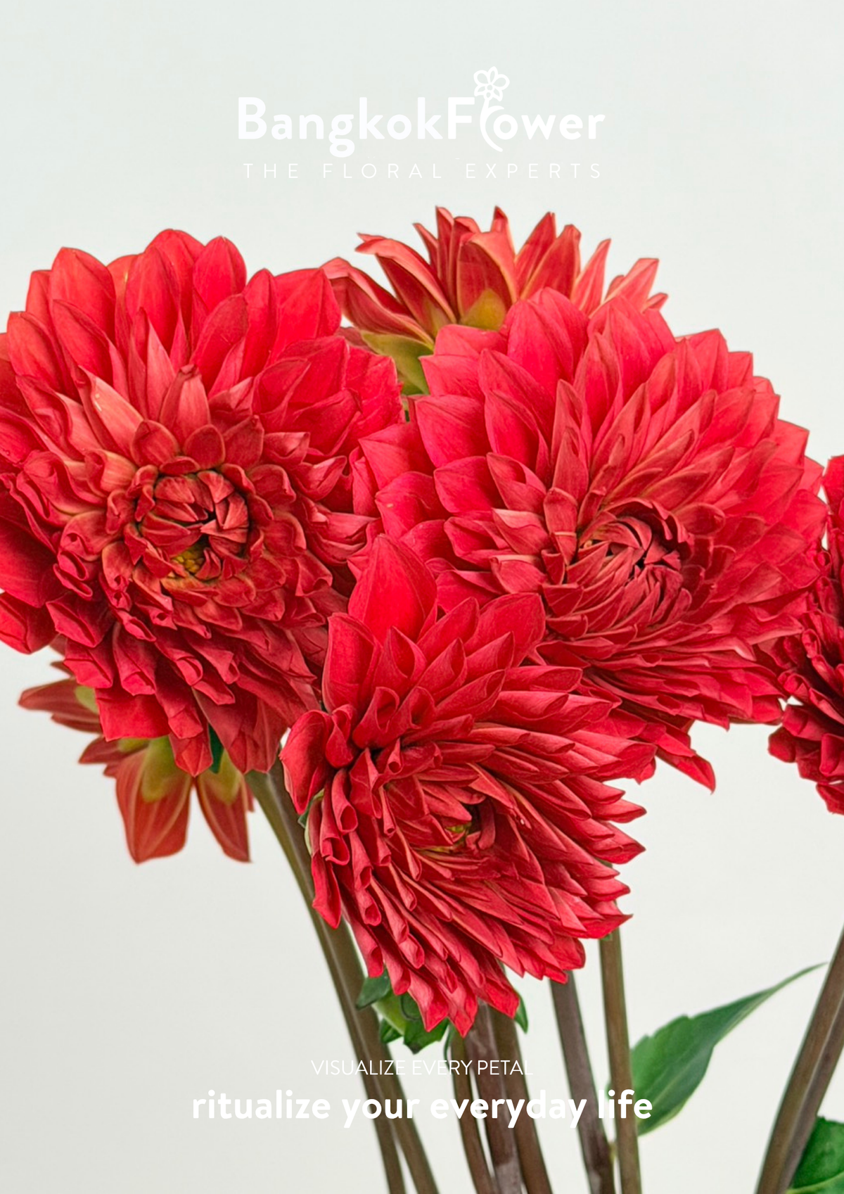 Dahlia Hybrida red