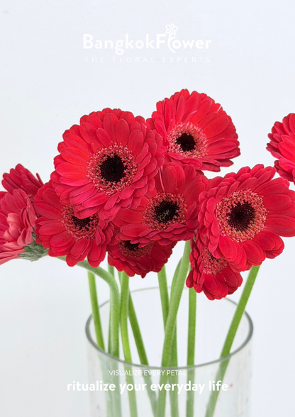 Mini Gerbera Catania