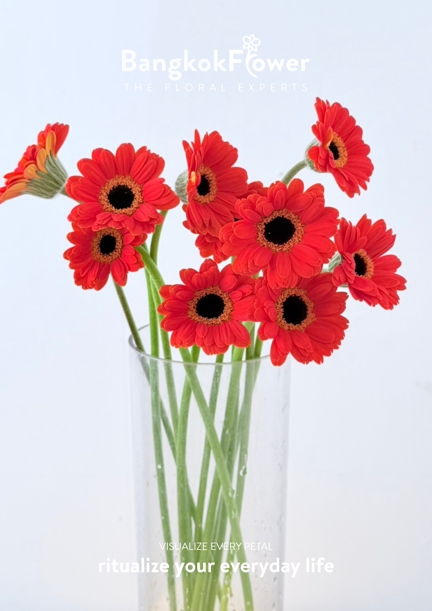 Mini Gerbera Palmaria