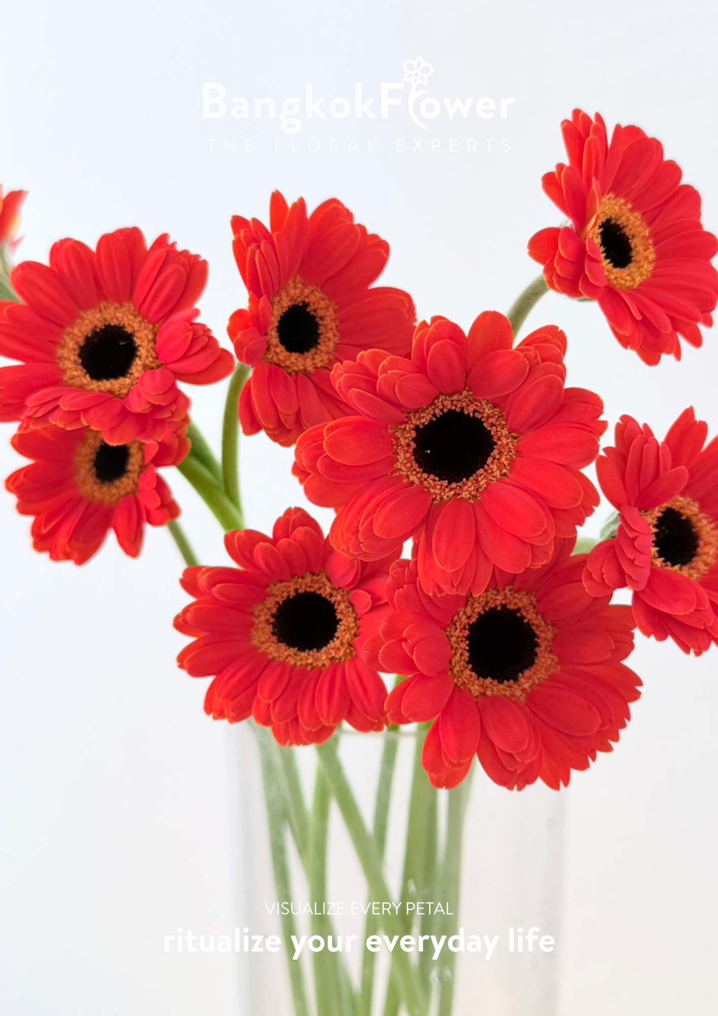 Mini Gerbera Palmaria