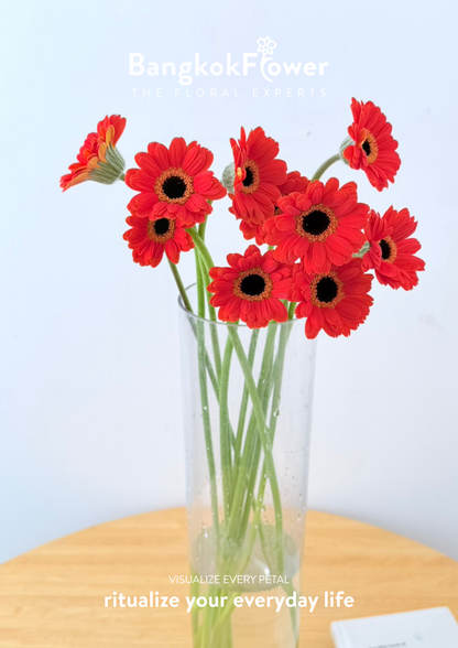 Mini Gerbera Palmaria