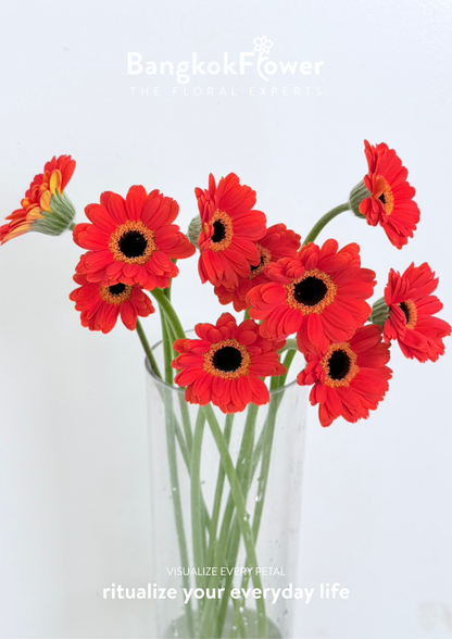 Mini Gerbera Palmaria