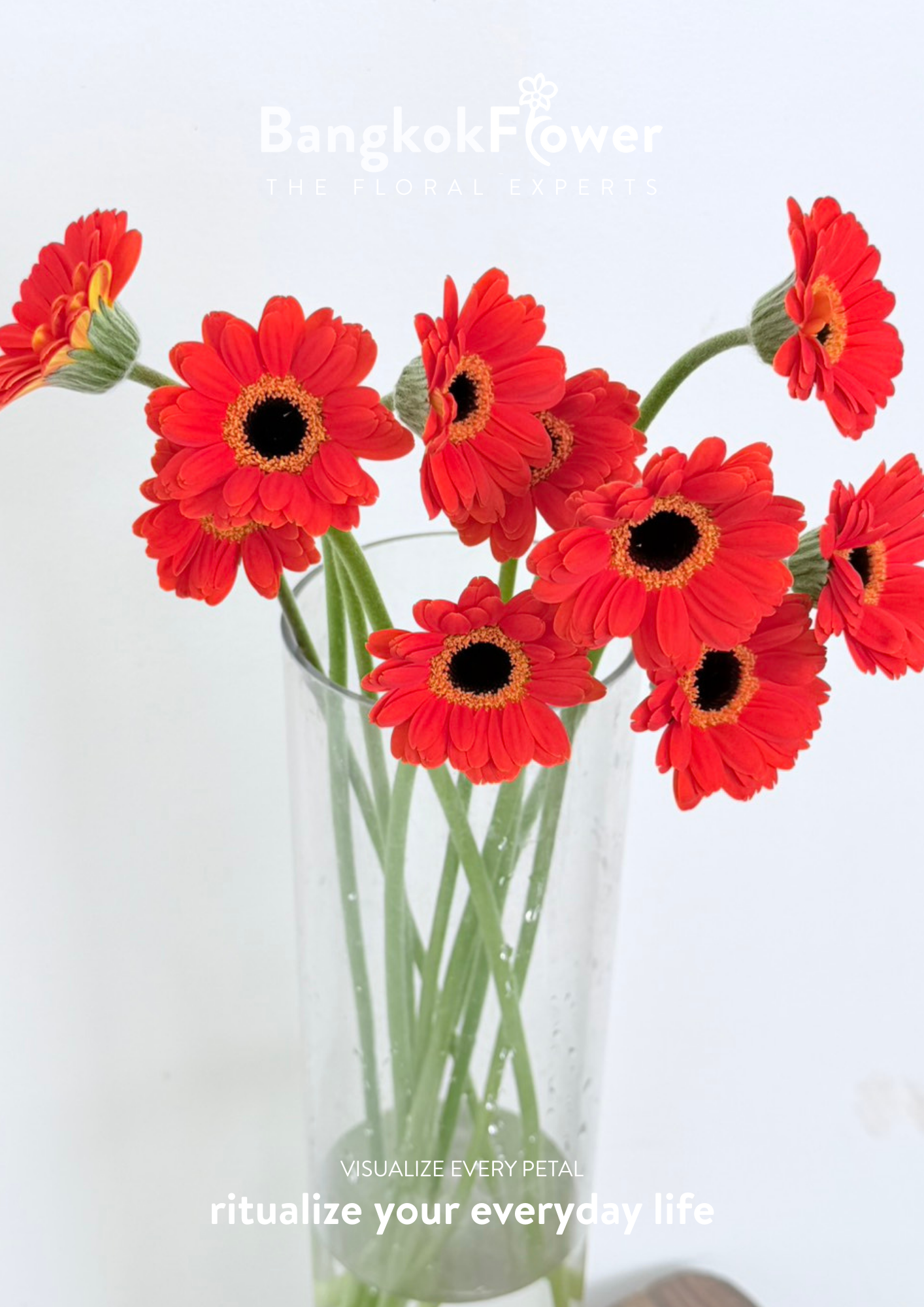 Mini Gerbera Palmaria