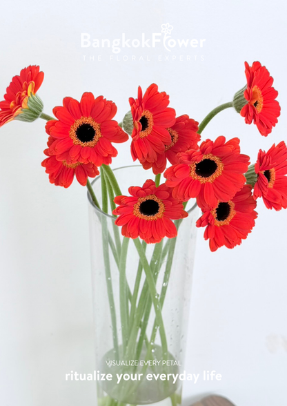 Mini Gerbera Palmaria
