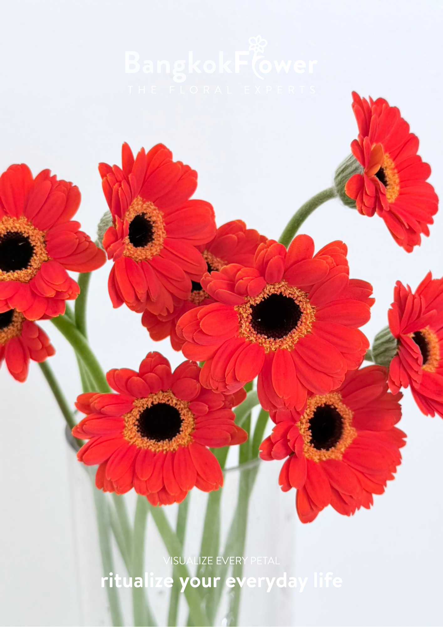 Mini Gerbera Palmaria