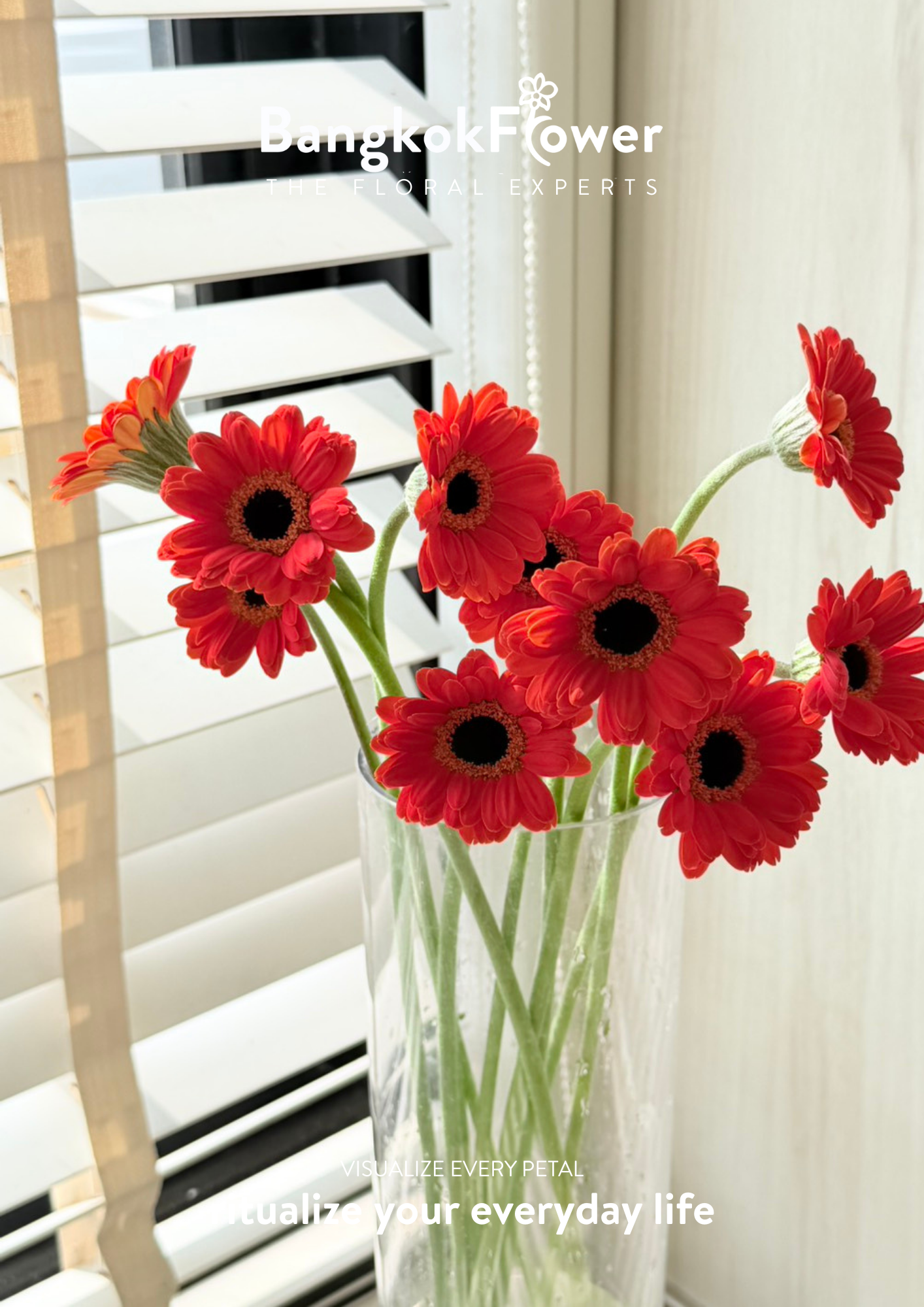 Mini Gerbera Palmaria