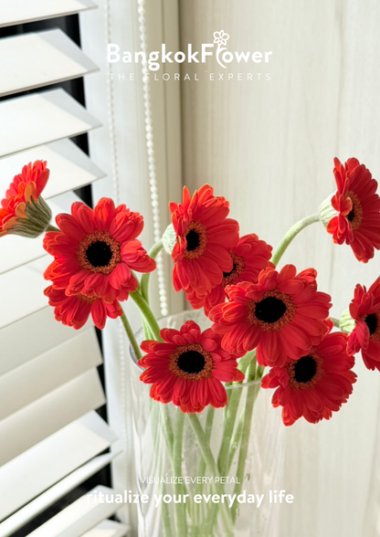Mini Gerbera Palmaria