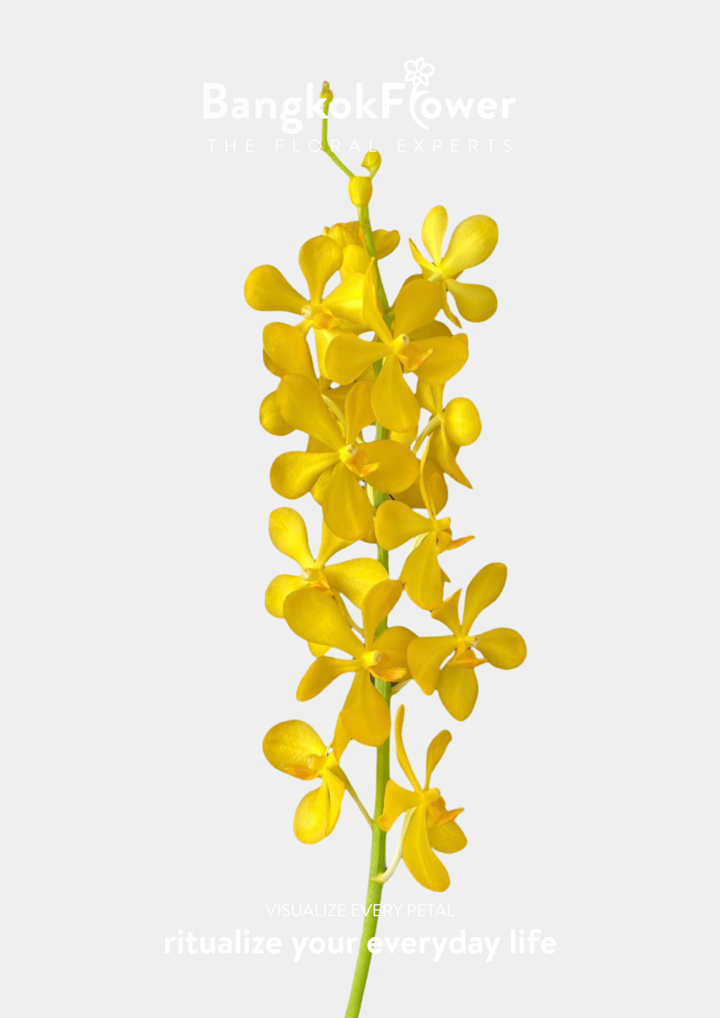 YELLOW 1
