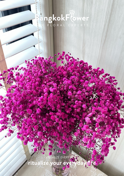 Gypsophila DarkPink