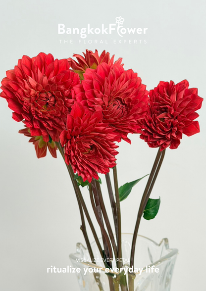 Dahlia Hybrida red
