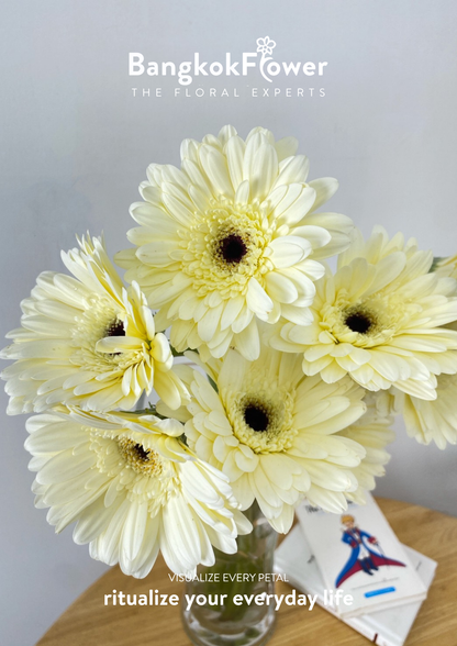 White Gerbera