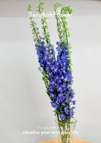 Delphinium Dark Blue