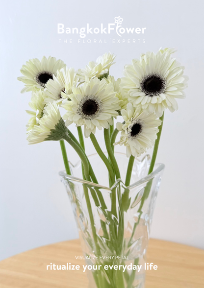 Mini Gerbera Frostsnow