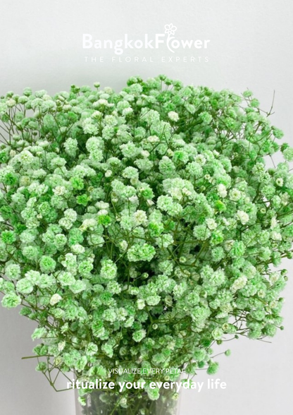 Gypsophila Green