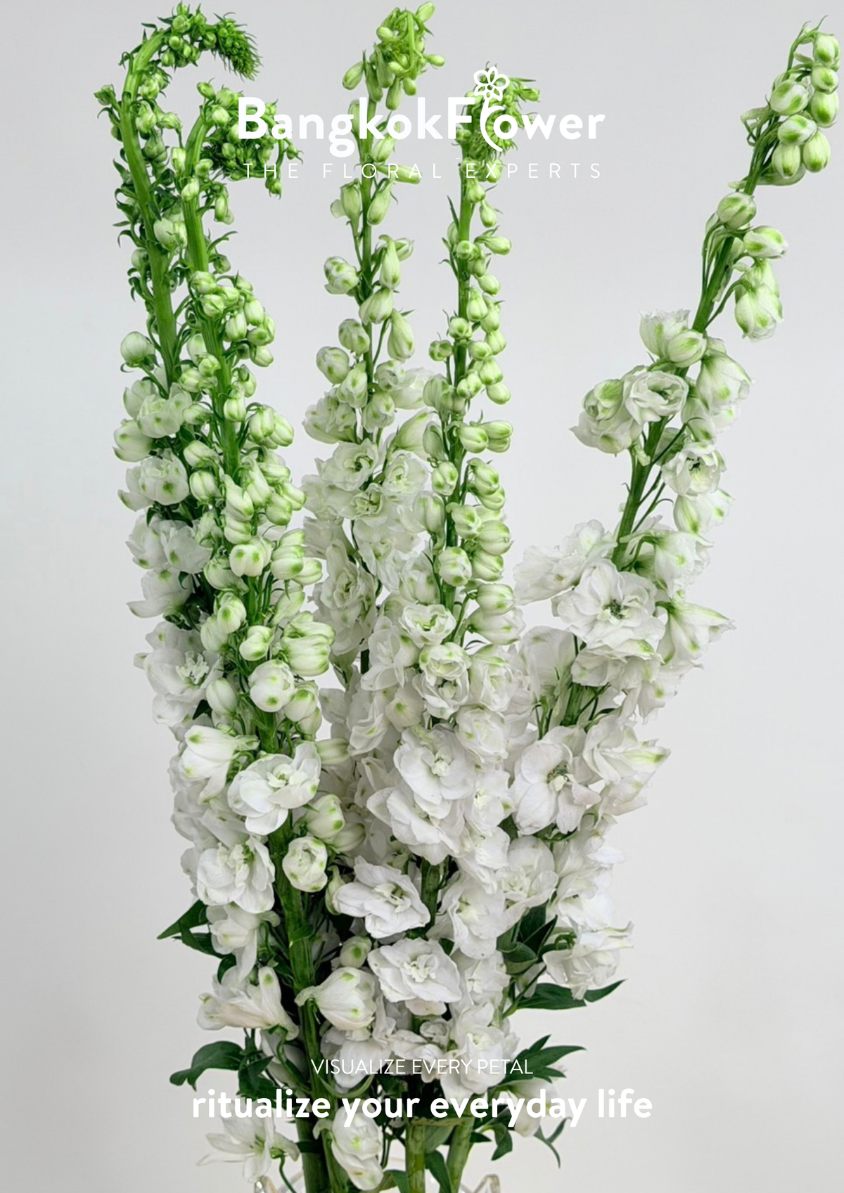Delphinium White