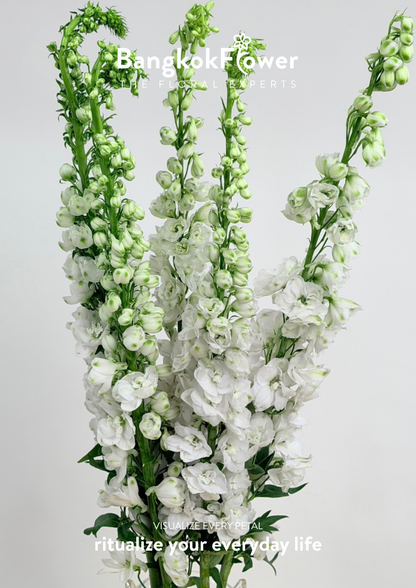 Delphinium White