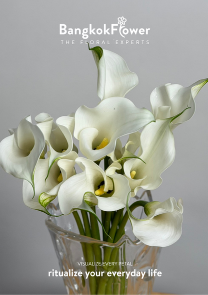Calla Lily White