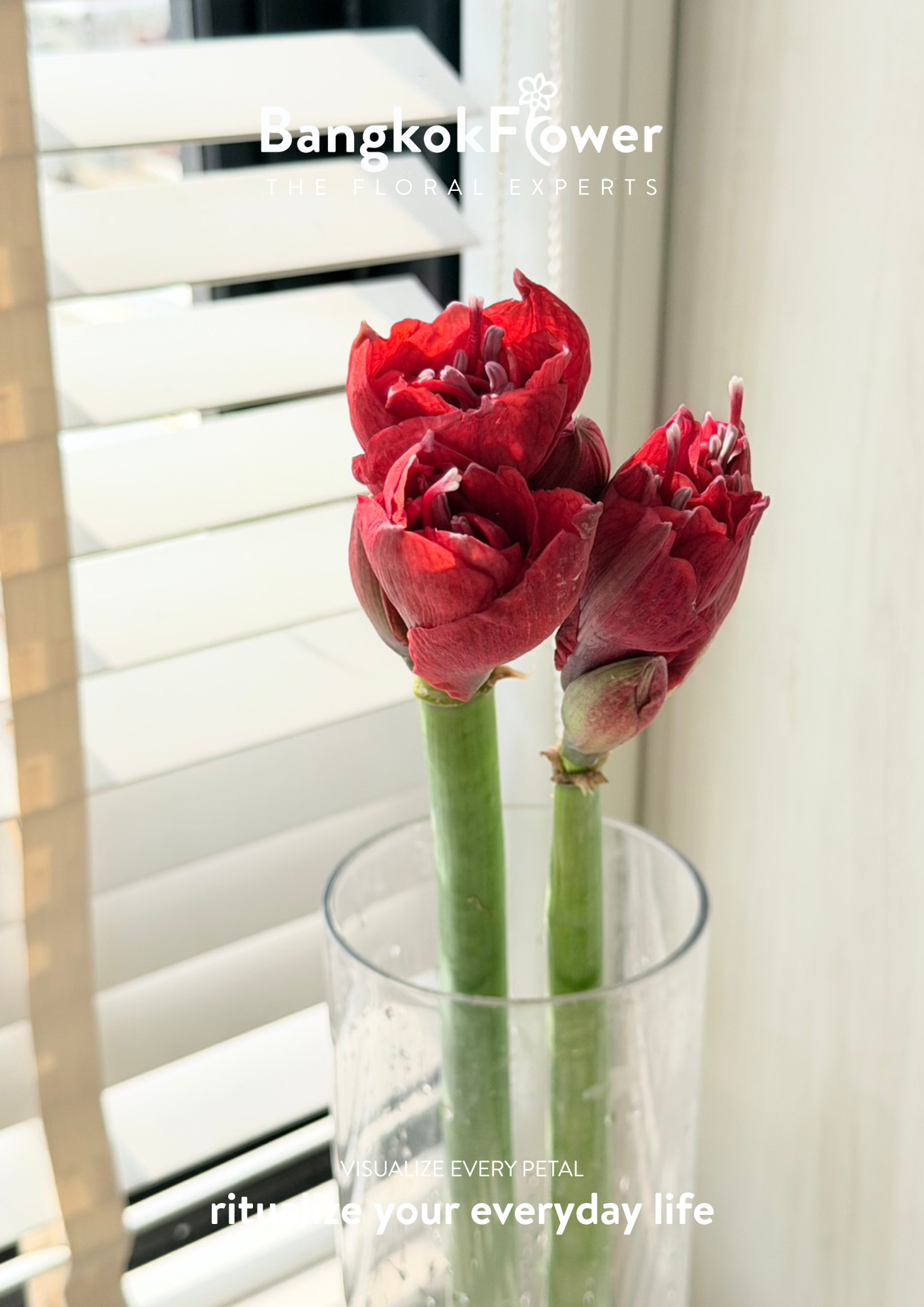 ดอกอะมาริลลิส