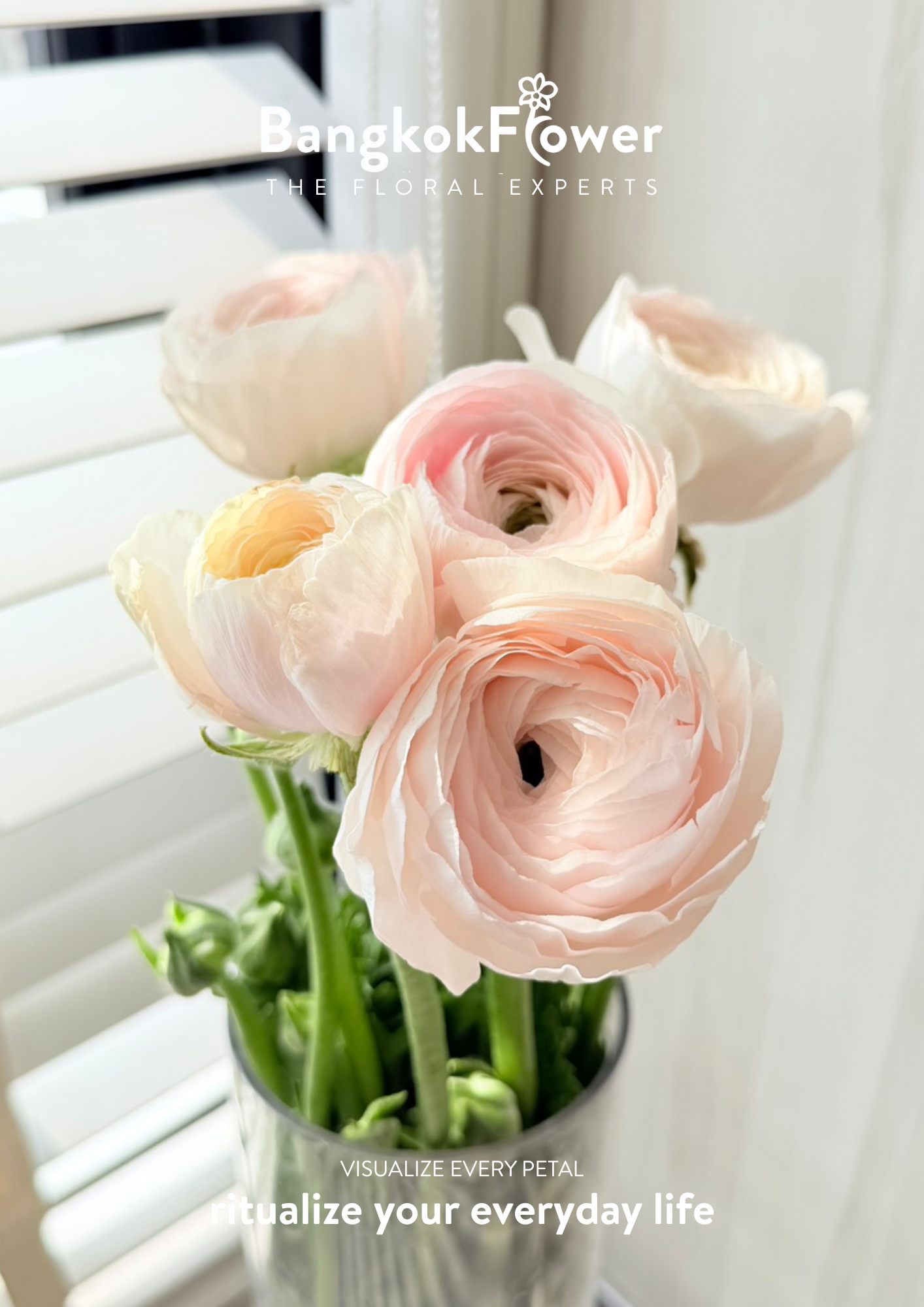 Ranunculus pink