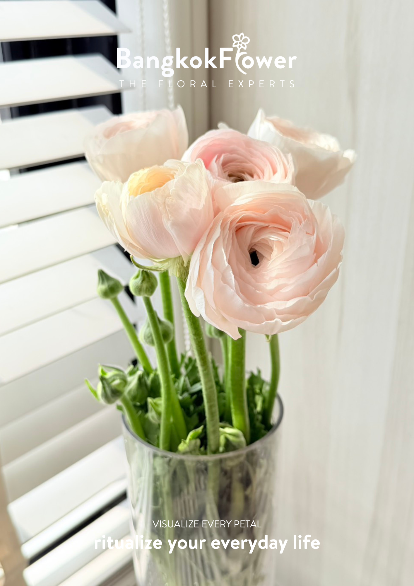 Ranunculus pink