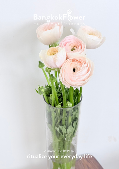 Ranunculus pink