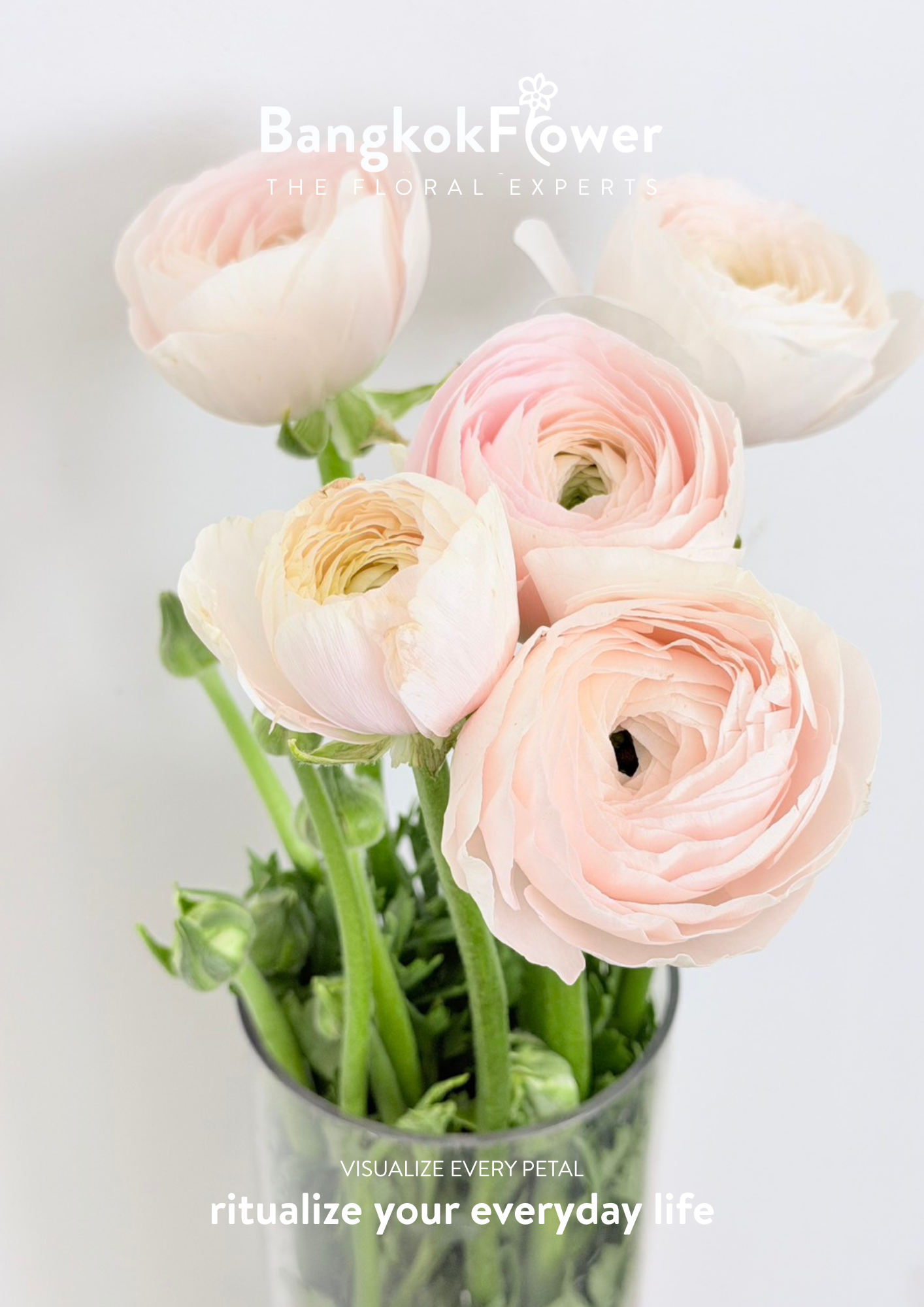 Ranunculus pink
