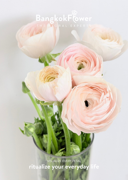 Ranunculus pink