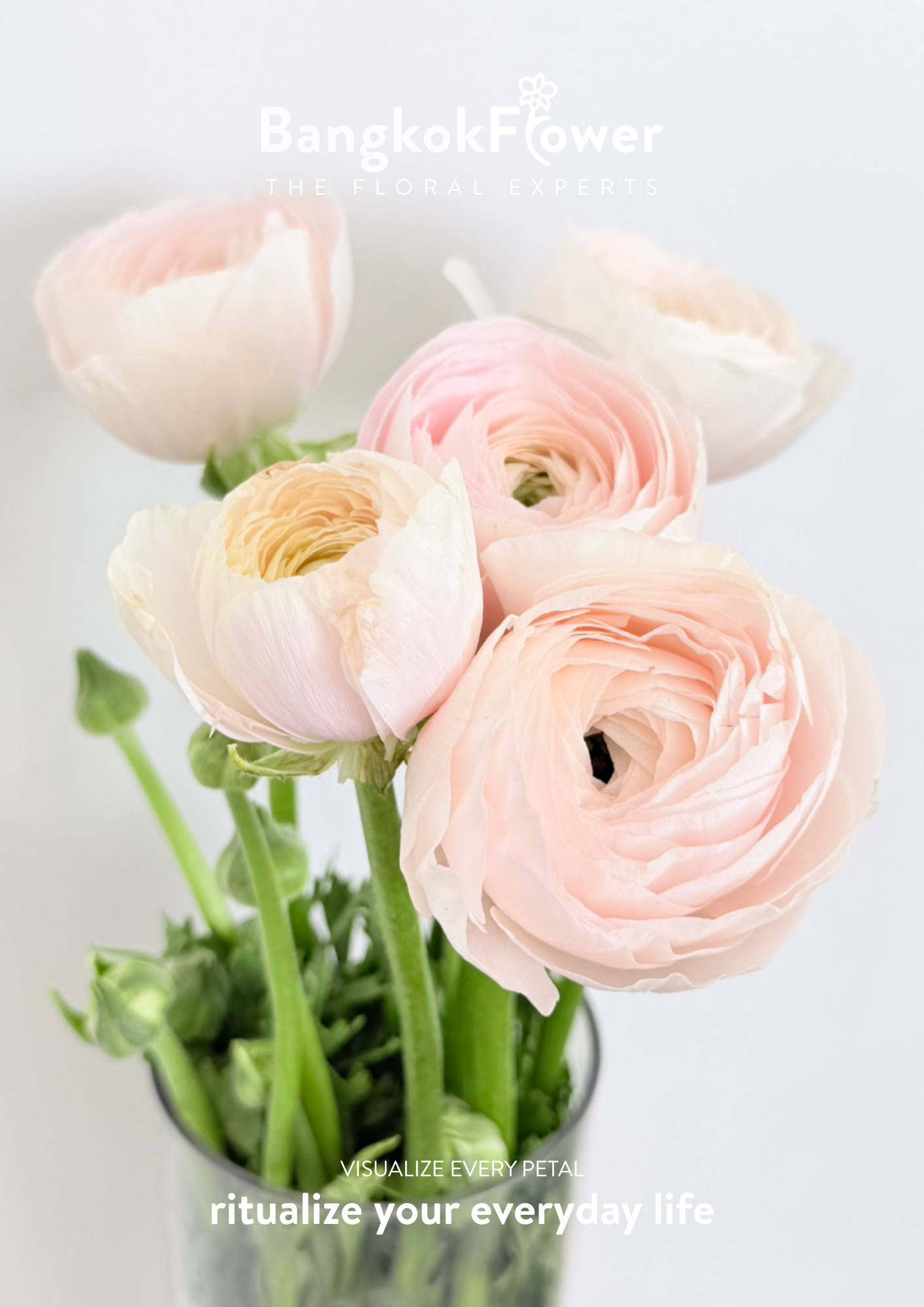 Ranunculus pink