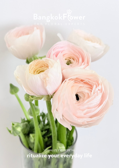 Ranunculus pink