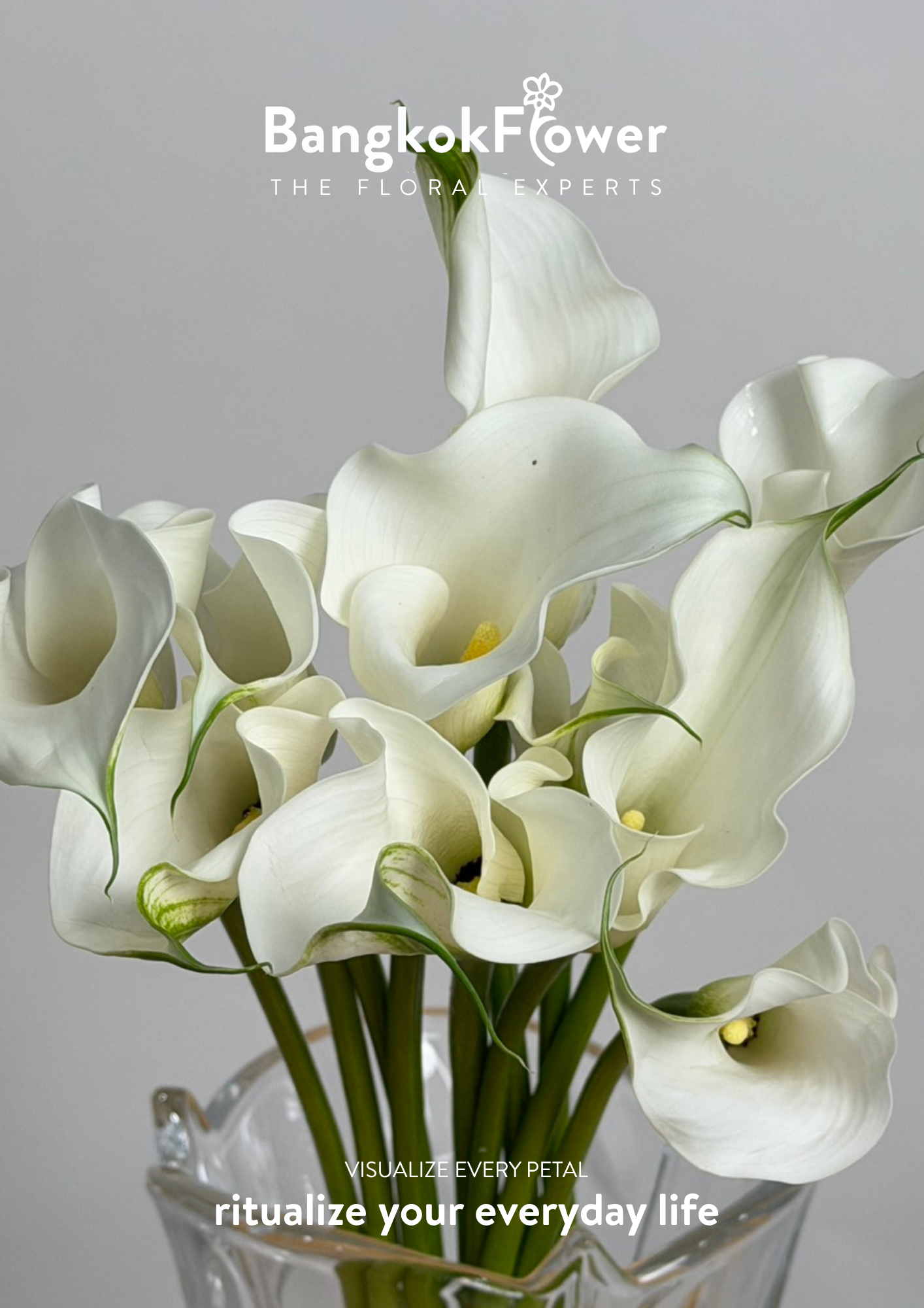 Calla Lily White