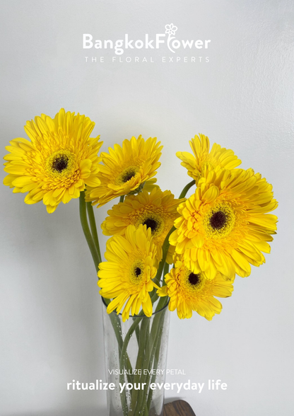 Yellow Gerbera