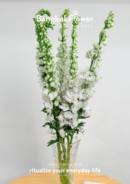 Delphinium White