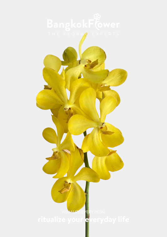 YELLOW 3